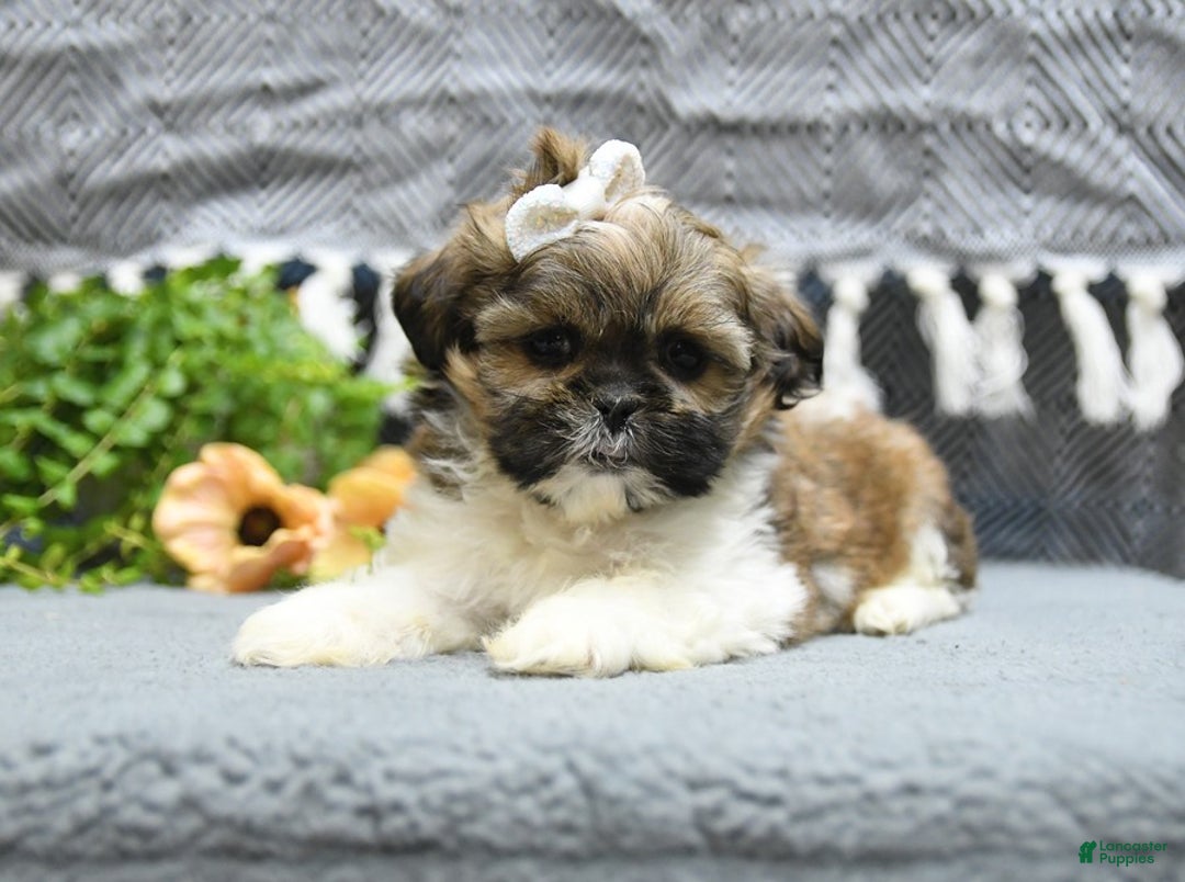Shih Tzu dogs for sale: Laurel - Image 3