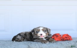 Miniature Bernese Mountain Dog dogs for sale: Vince - Image 3