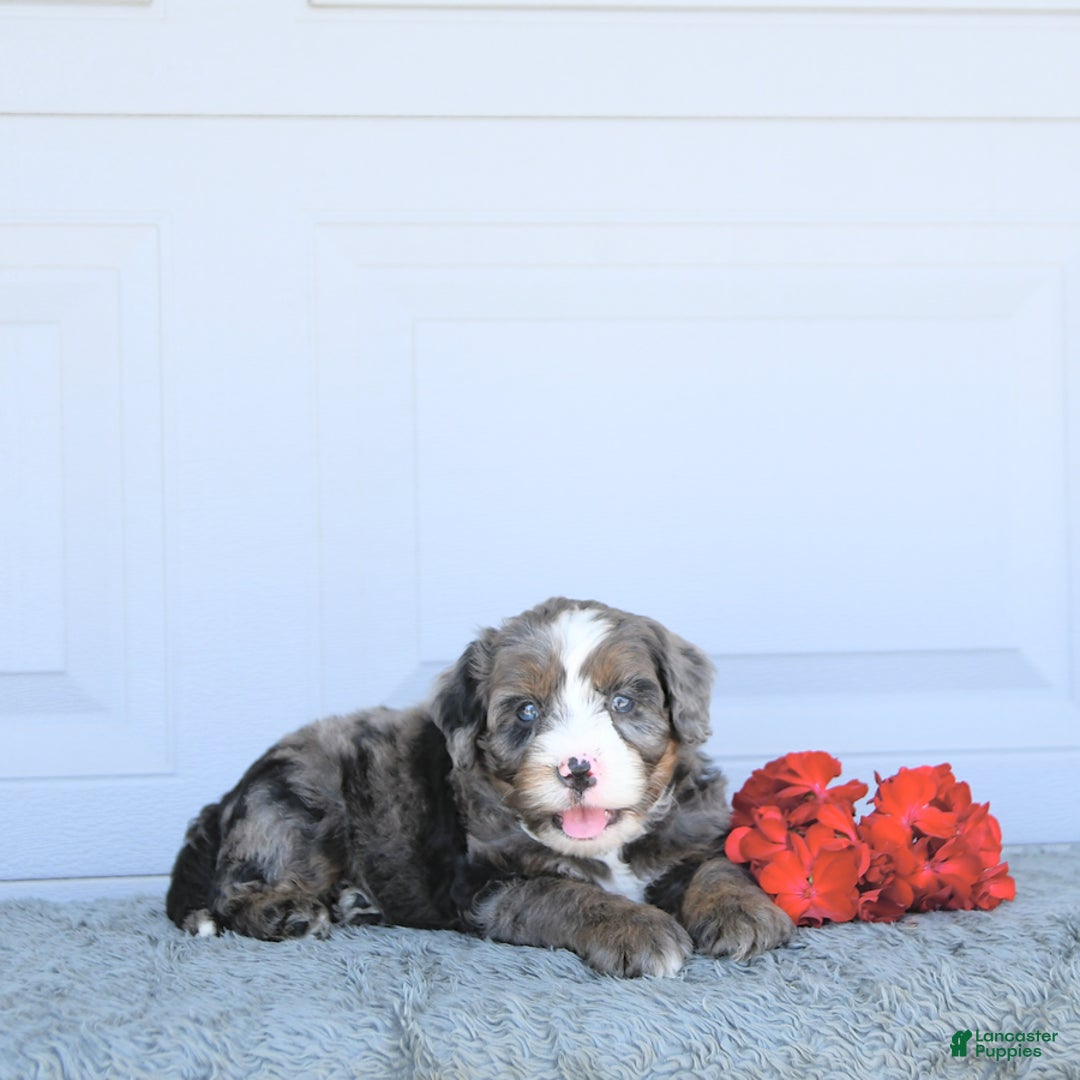 Miniature Bernese Mountain Dog dogs for sale: Vince - Image 3