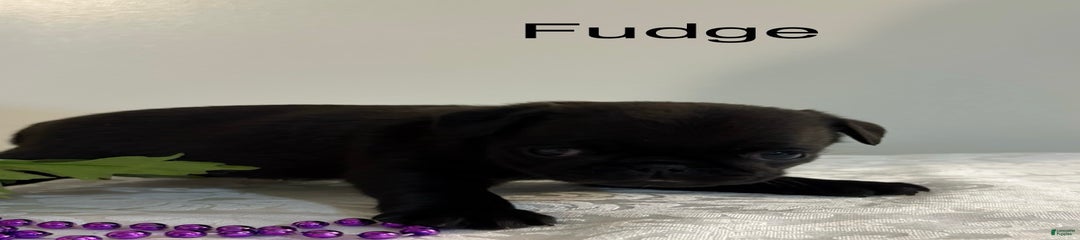 Fudge