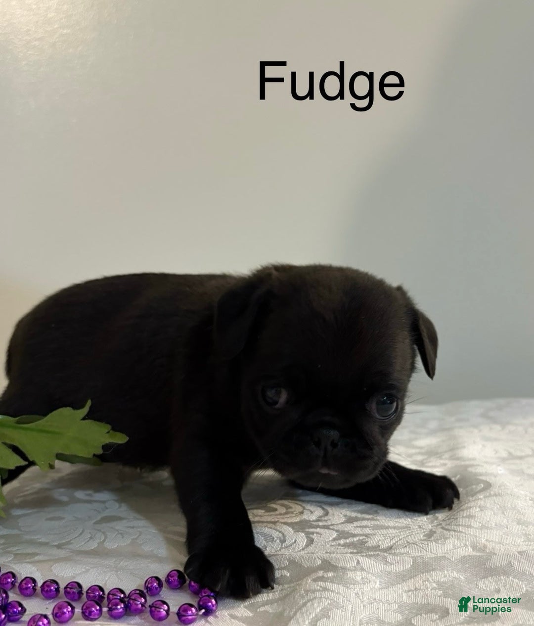 Pug dogs for sale: Fudge - Image 1