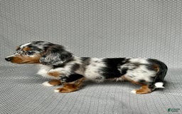 Miniature Dachshund dogs for sale: Miniature Dachshund 3 puppies - Image 8