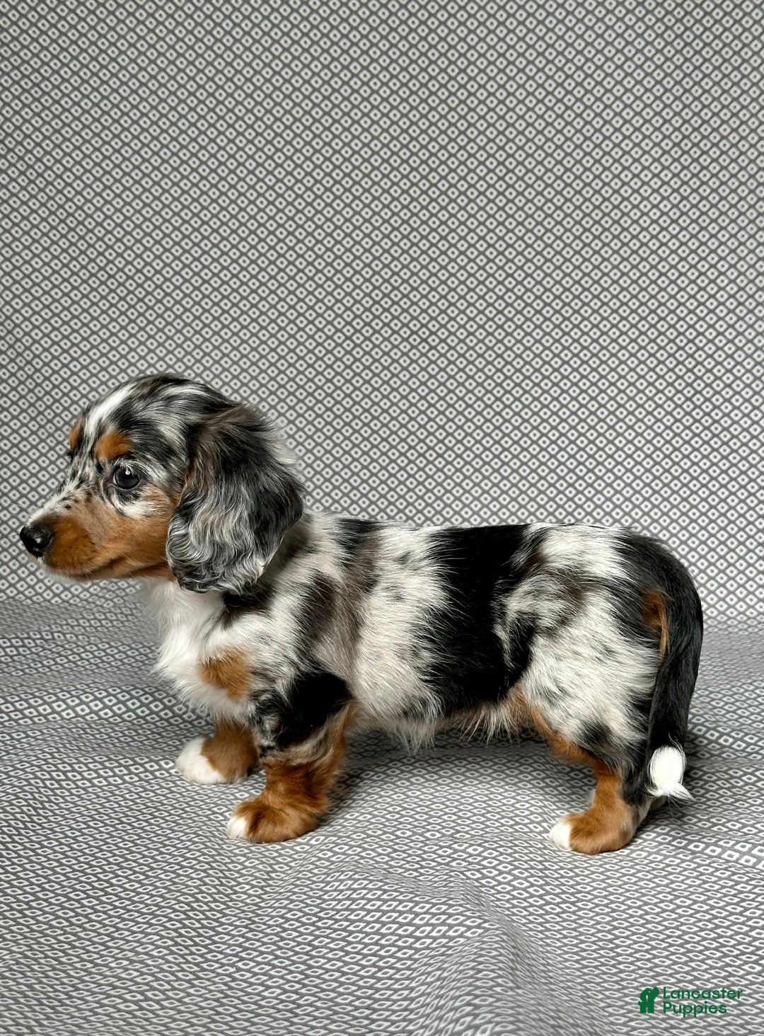 Miniature Dachshund dogs for sale: Miniature Dachshund 3 puppies - Image 8