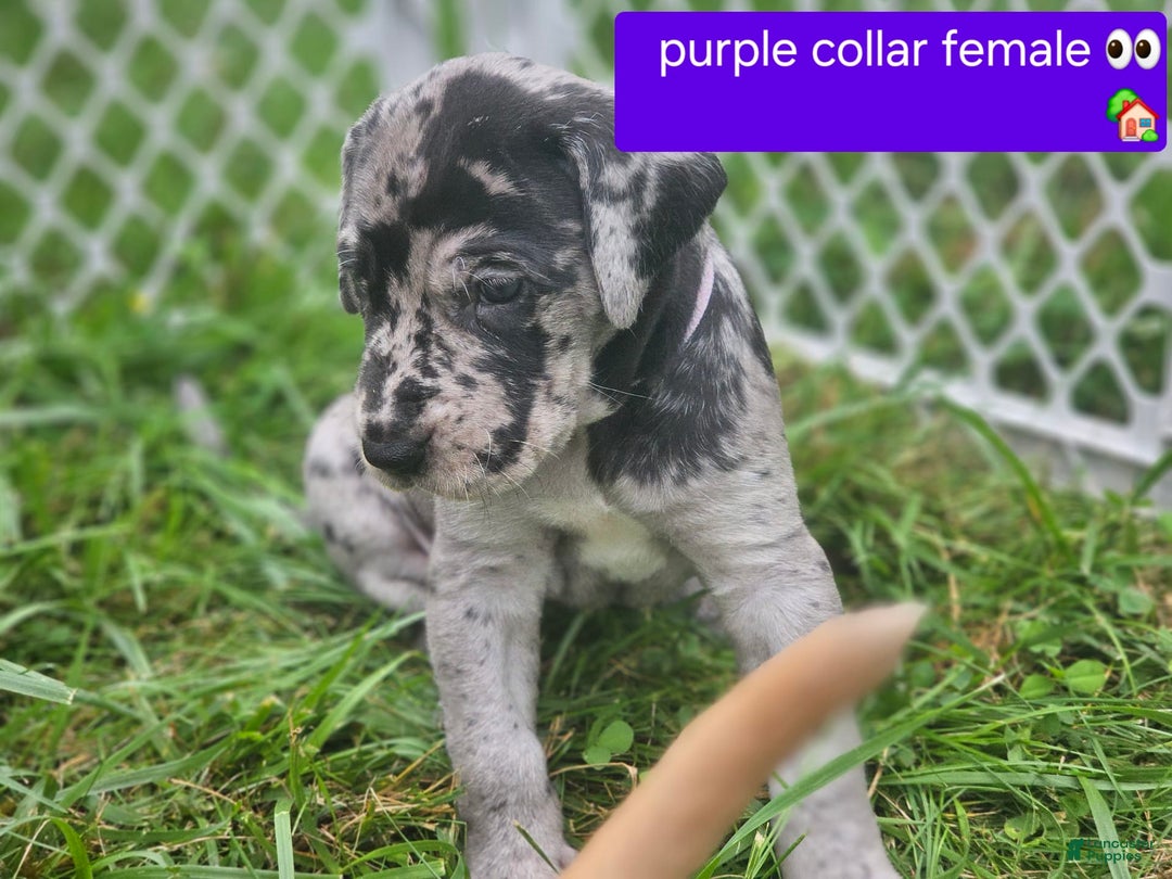 Great Dane dogs for sale: Purple collar - Image 2