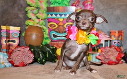 Chihuahua dogs for sale: Symbra - Image 7