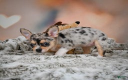 Chihuahua dogs for sale: Camila - Image 2