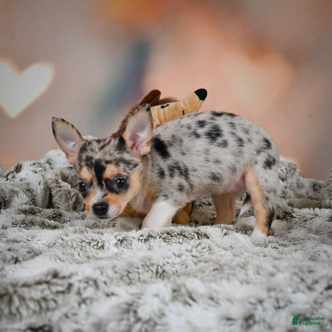 Chihuahua dogs for sale: Camila - Image 2