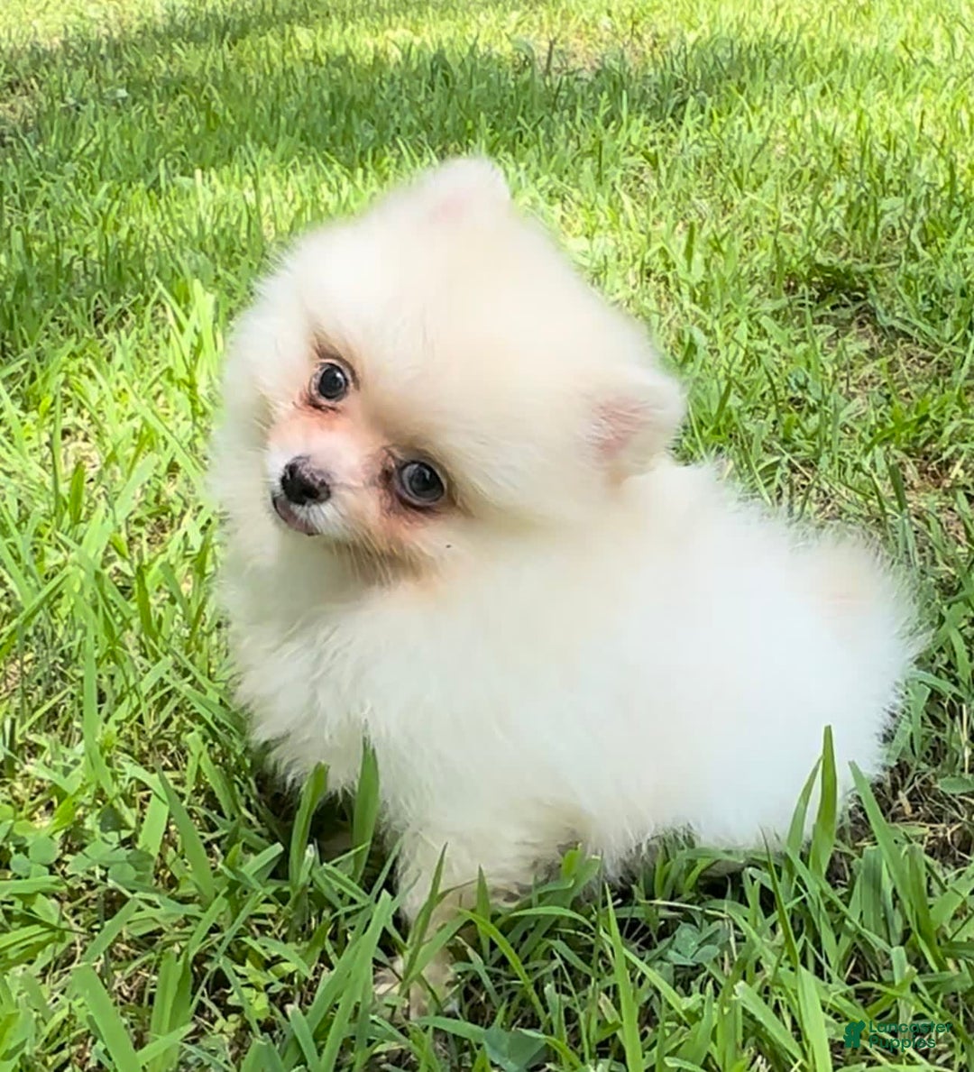 Pomeranian dogs for sale: Kobe - Image 4