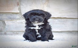  dogs for sale: Mini Goldendoodle 3 puppies - Image 12