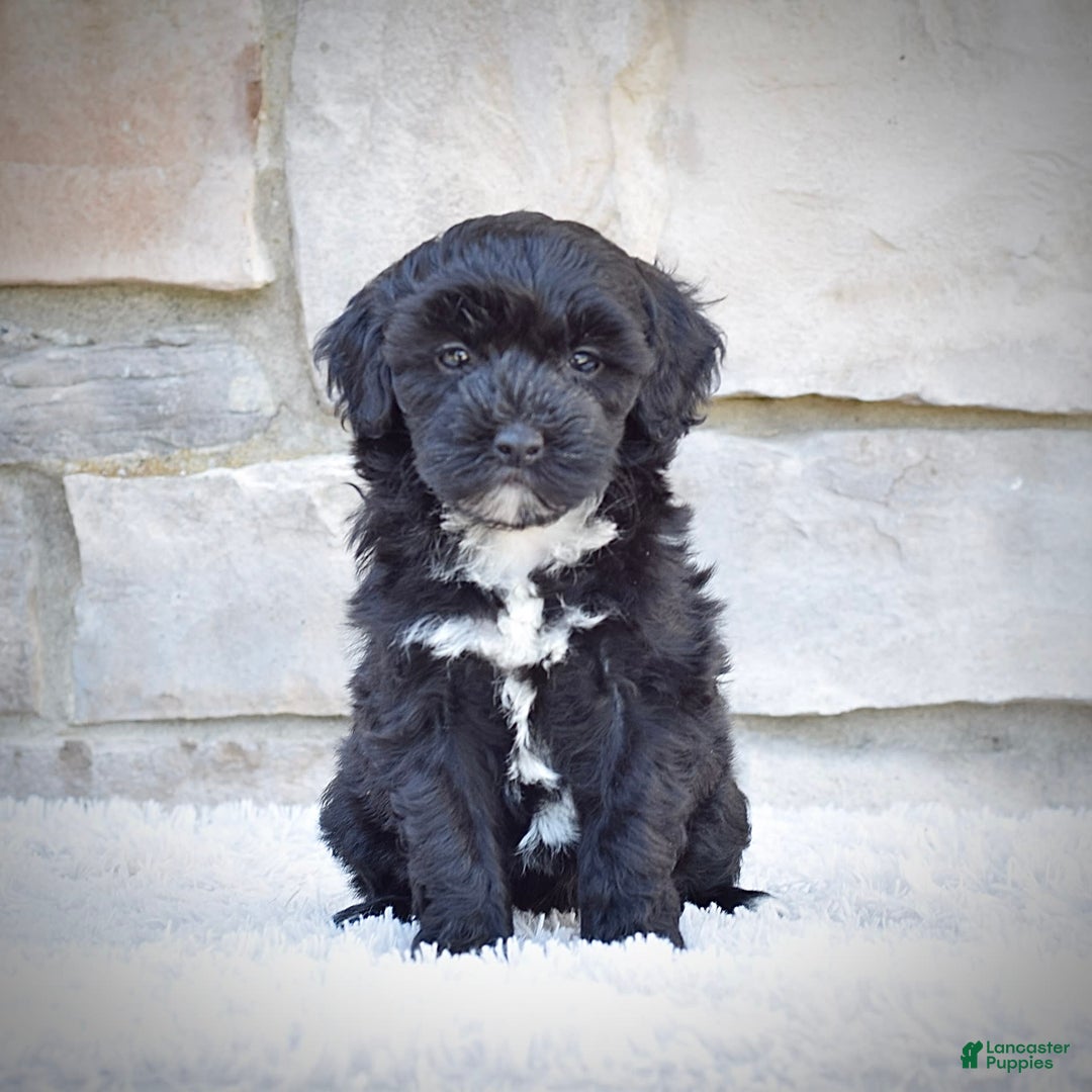 dogs for sale: Mini Goldendoodle 3 puppies - Image 12