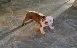 Boston Terrier dogs for sale: Blue Pedro - Image 4