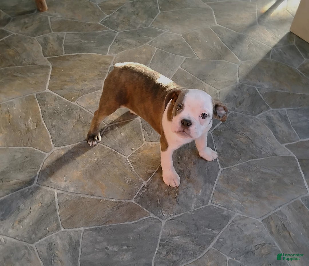 Boston Terrier dogs for sale: Blue Pedro - Image 4