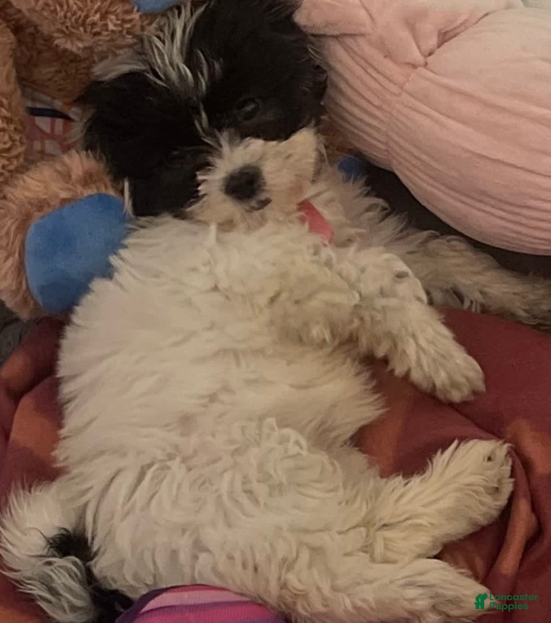 Shihpoo dogs for sale: Shihpoo - Image 8