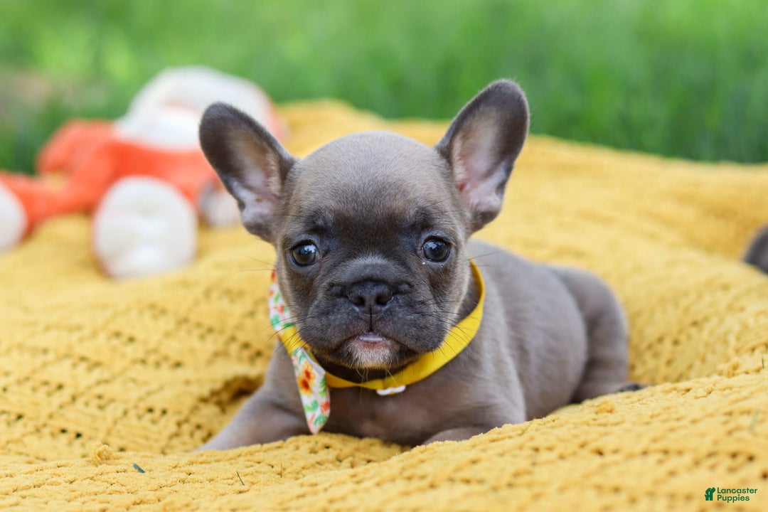 French Bulldog dogs for sale: French Bulldog 3 puppies - Image 8