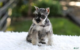 Miniature Schnauzer dogs for sale: Ace - Image 7