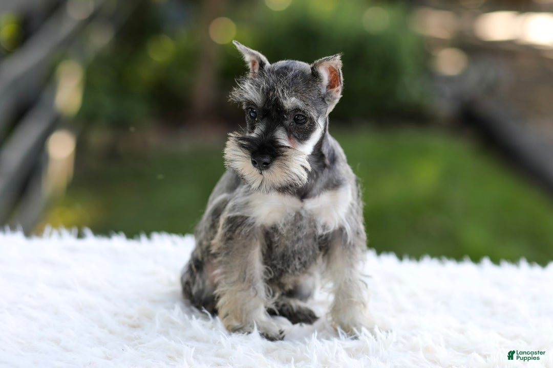 Miniature Schnauzer dogs for sale: Ace - Image 7