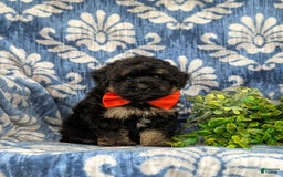 Havapoo dogs for sale: Holman - Image 4