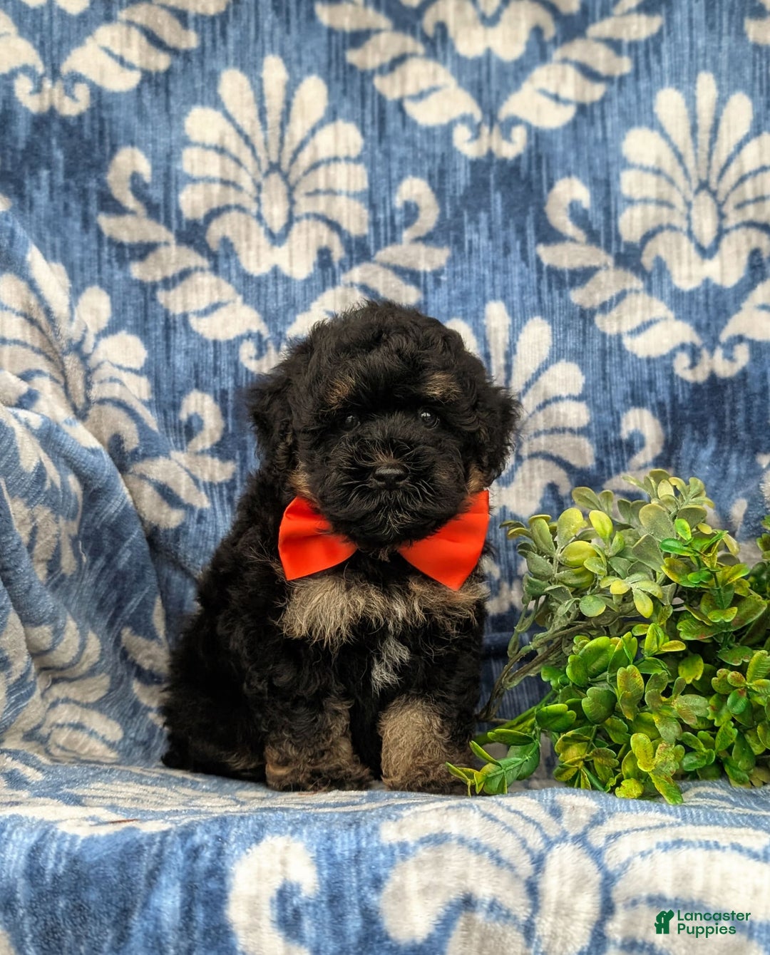 Havapoo dogs for sale: Holman - Image 4