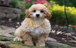 Miniature Poodle dogs for sale: Jazz - Image 4
