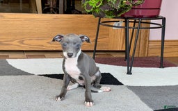 Italian Greyhound dogs for sale: Kk - Image 8