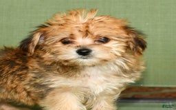Yochon dogs for sale: Mia - Image 3