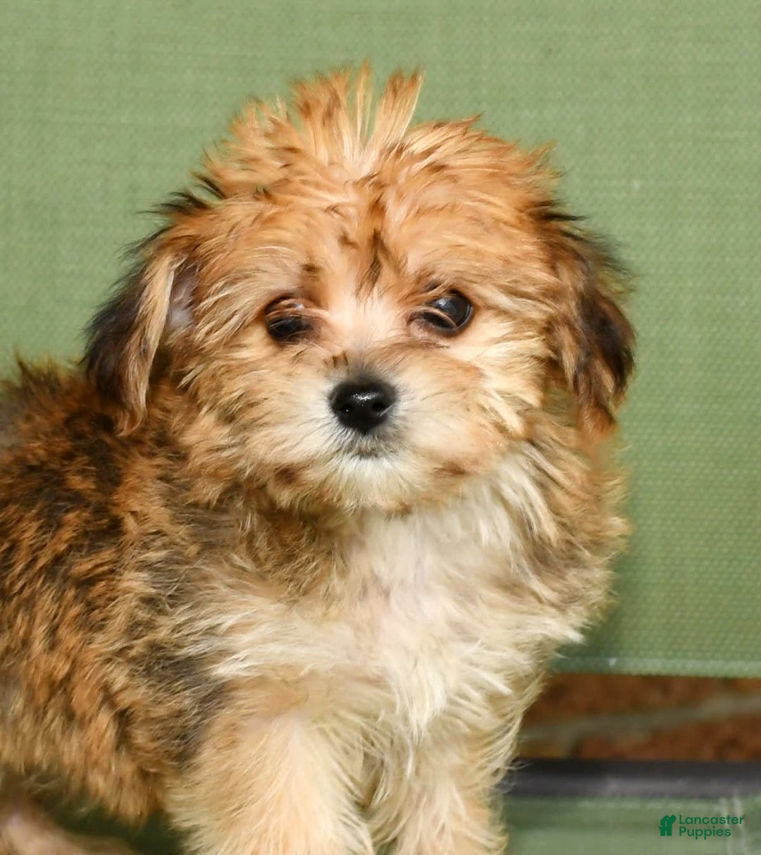 Yochon dogs for sale: Mia - Image 3