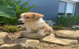 Welsh Corgi Pembroke dogs for sale: Pippy - Image 4