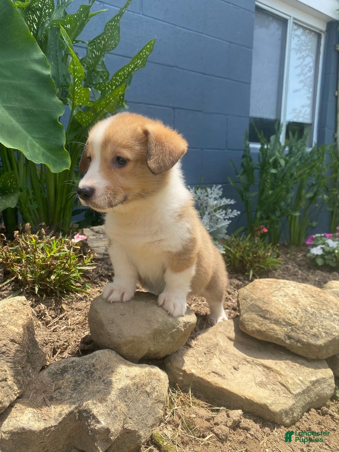 Welsh Corgi Pembroke dogs for sale: Pippy - Image 4