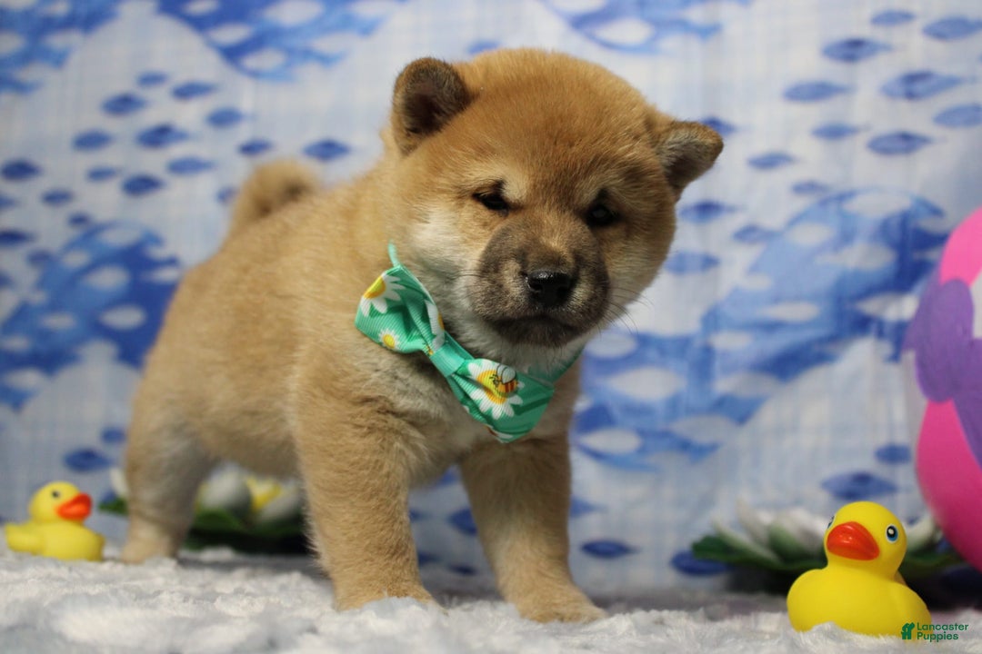 Shiba Inu dogs for sale: Larry - Image 28