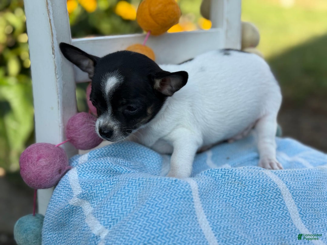 Chihuahua dogs for sale: Puddle - Image 2