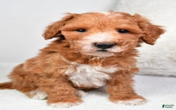  dogs for sale: Justin - Image 3