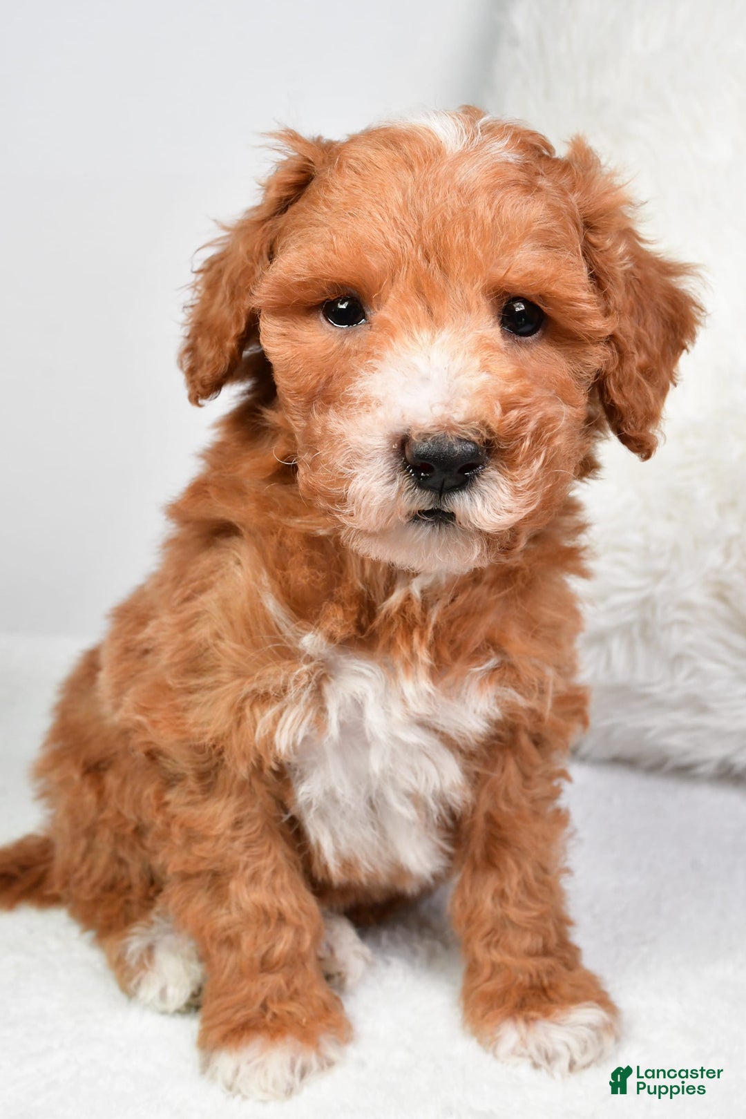  dogs for sale: Justin - Image 3