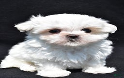 Maltese dogs for sale: Theo - Image 3