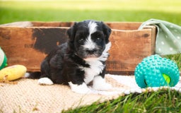 Havanese dogs for sale: Eeyore - Image 2