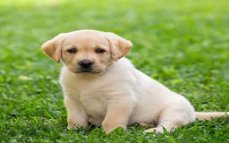 Akbash Dog dogs for sale: Akbash Dog Puppy 7 - Image 2
