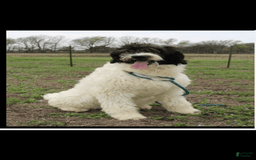 Newfypoo dogs for sale: Batman - Image 5