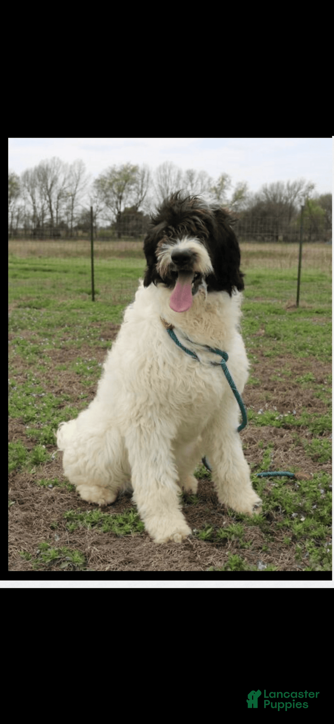 Newfypoo dogs for sale: Batman - Image 5