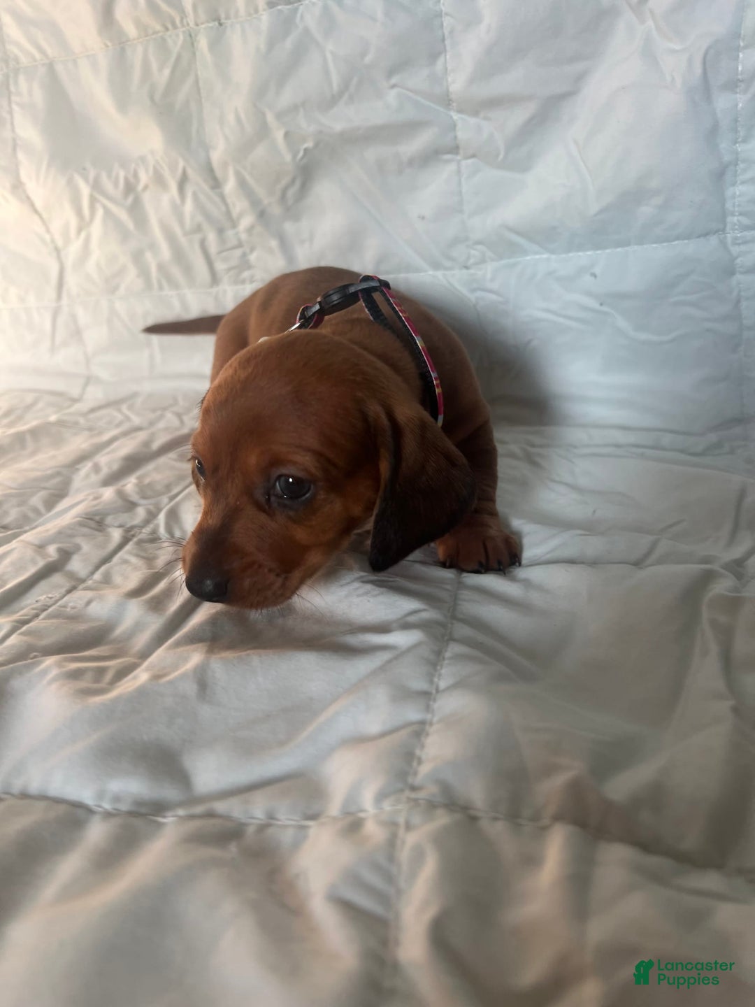 Dachshund dogs for sale: Bonnie - Image 3