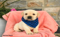 Labrador Retriever dogs for sale: Labrador Retriever 6 puppies - Image 18