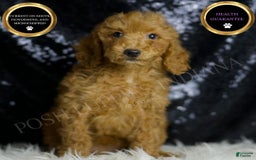 Mini Goldendoodle dogs for sale: Junebug - Image 1