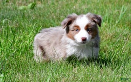 Miniature Australian Shepherd dogs for sale: Noah - Image 6