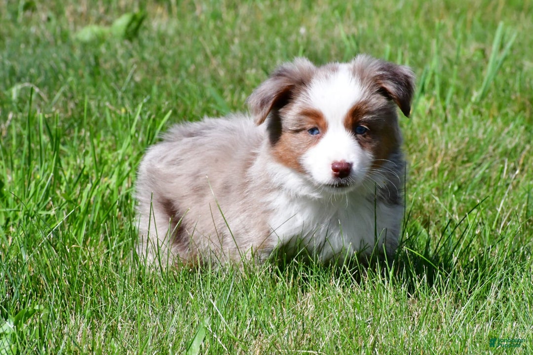 Miniature Australian Shepherd dogs for sale: Noah - Image 6