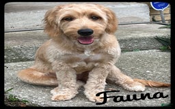 Goldendoodle dogs for sale: Dolly Orange Collar - Image 3