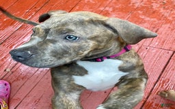 American Bully dogs for sale: Majestic - Image 12