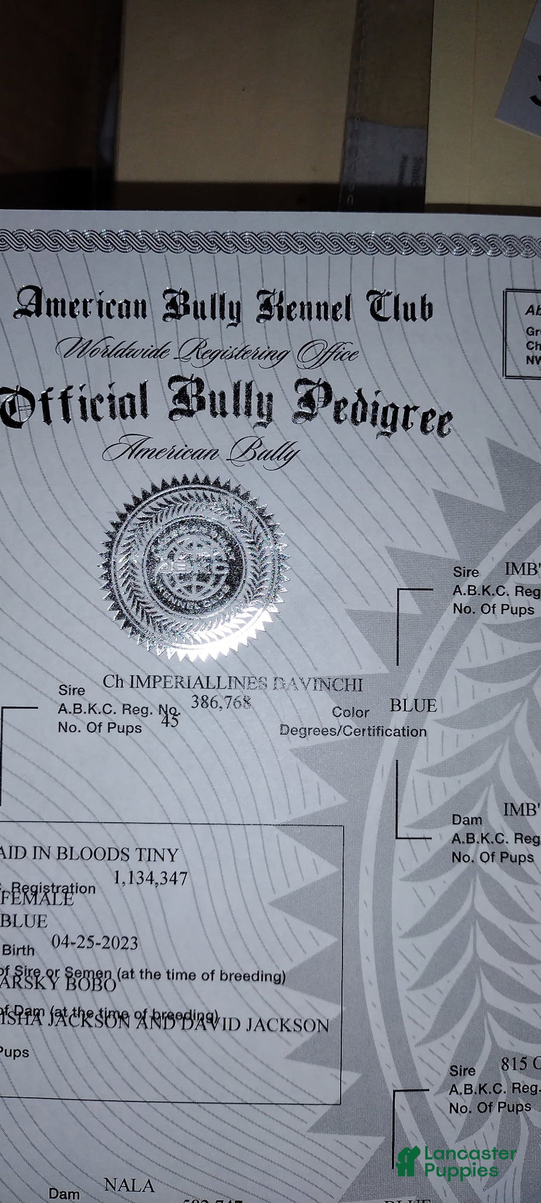 American Bully dogs for sale: Tiny - Image 2