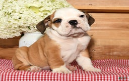 Beabull dogs for sale: Cody - Image 6
