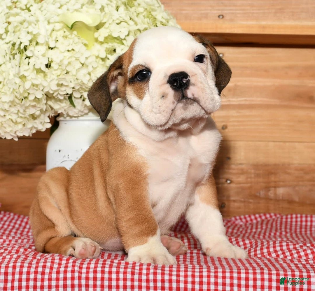 Beabull dogs for sale: Cody - Image 6
