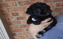 Miniature Schnauzer dogs for sale: Girl 2 - Image 5