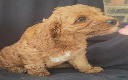 Cockapoo dogs for sale: Biscuit - Image 4