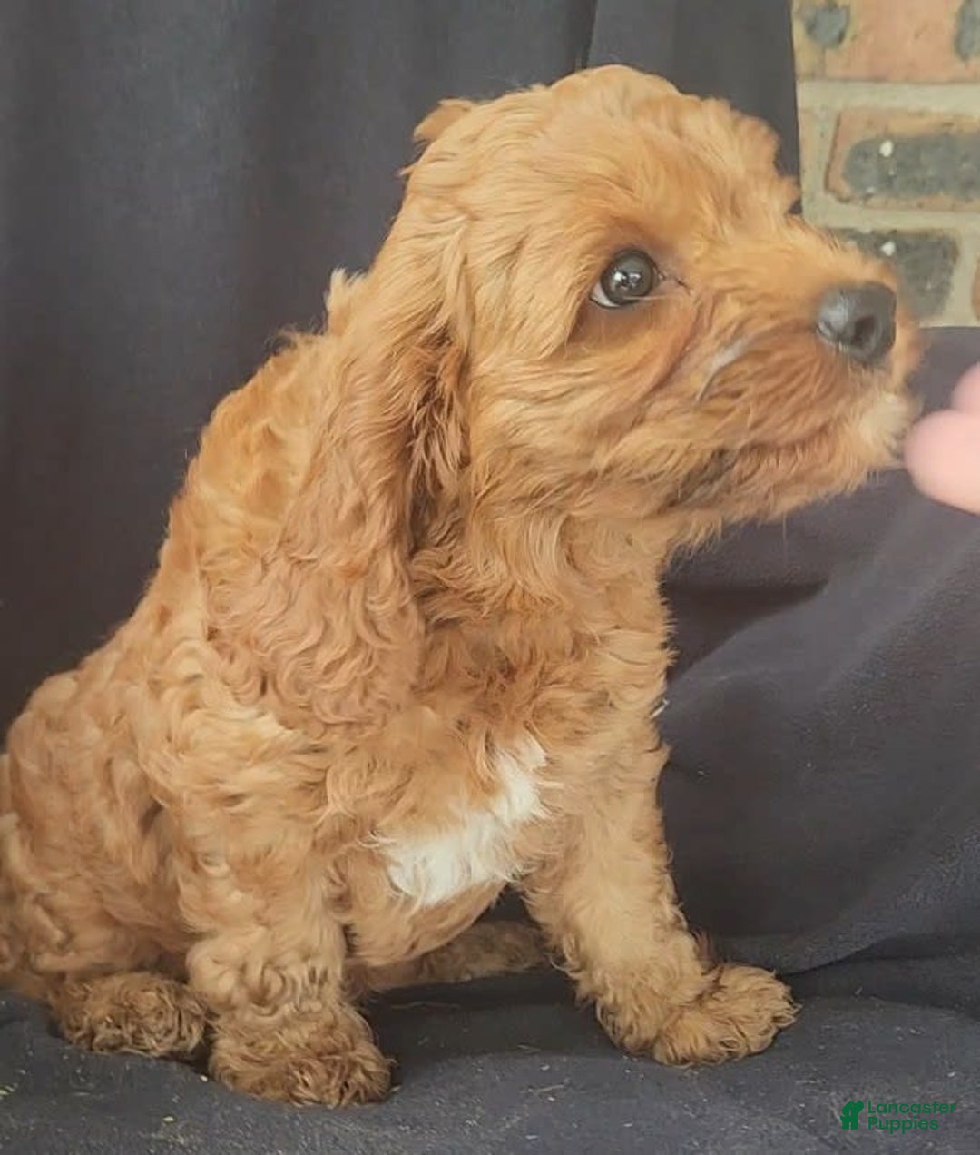 Cockapoo dogs for sale: Biscuit - Image 4